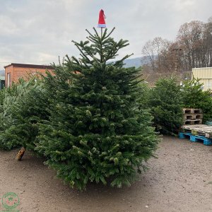 Normandská jedľa (Abies Nordmanniana) - výška 220-250 cm, rezaná PREMIUM